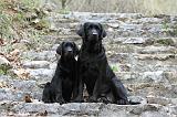 LABRADOR 723